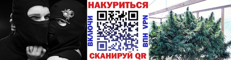 МАРИХУАНА сатива Чехов